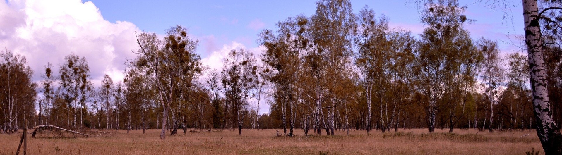 NA Droogte Bos  CC0 via Pixabay