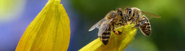 h-nmd19-deelsessie-biodiversiteit-bijen-cc0-oldiefan-pixabay