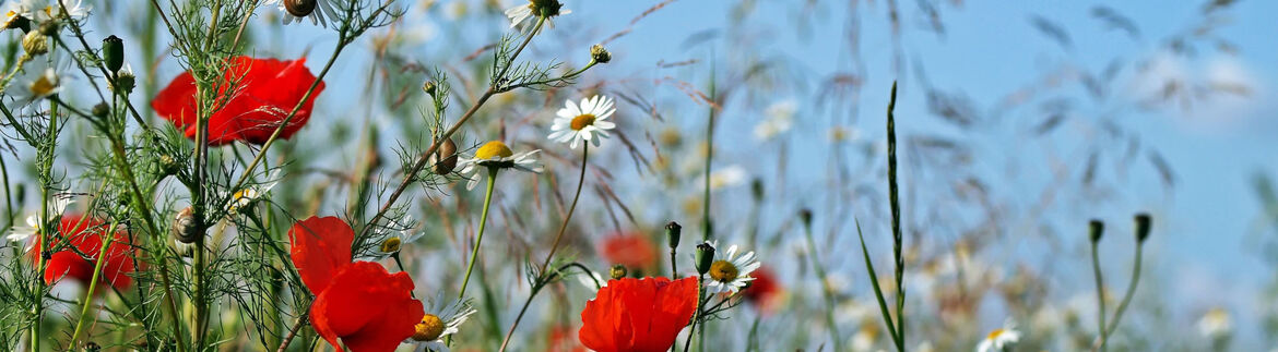 header-bio-bloemen-cc0-luis-e-pixabay