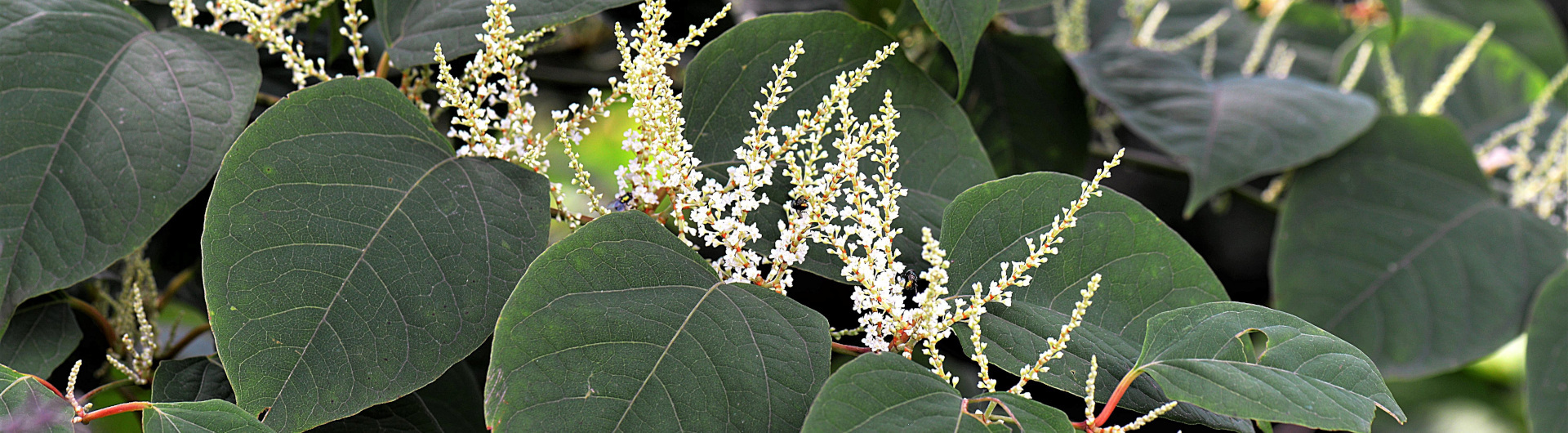 header-bio-invasieve-exoten-aziatische-duizendknoop-knotweed-2699120-via-pixabay-hoerwin56