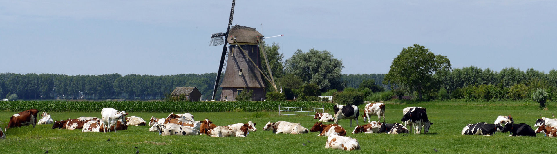 header-la-cow-4322118-cc0-eveline-de-bruin-via-pixabay