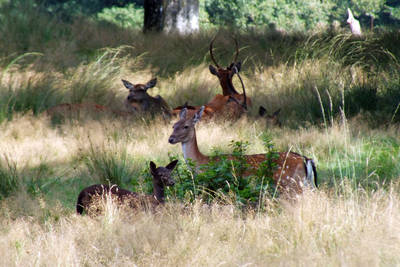 ws-natuurbeheer-in-opspraak